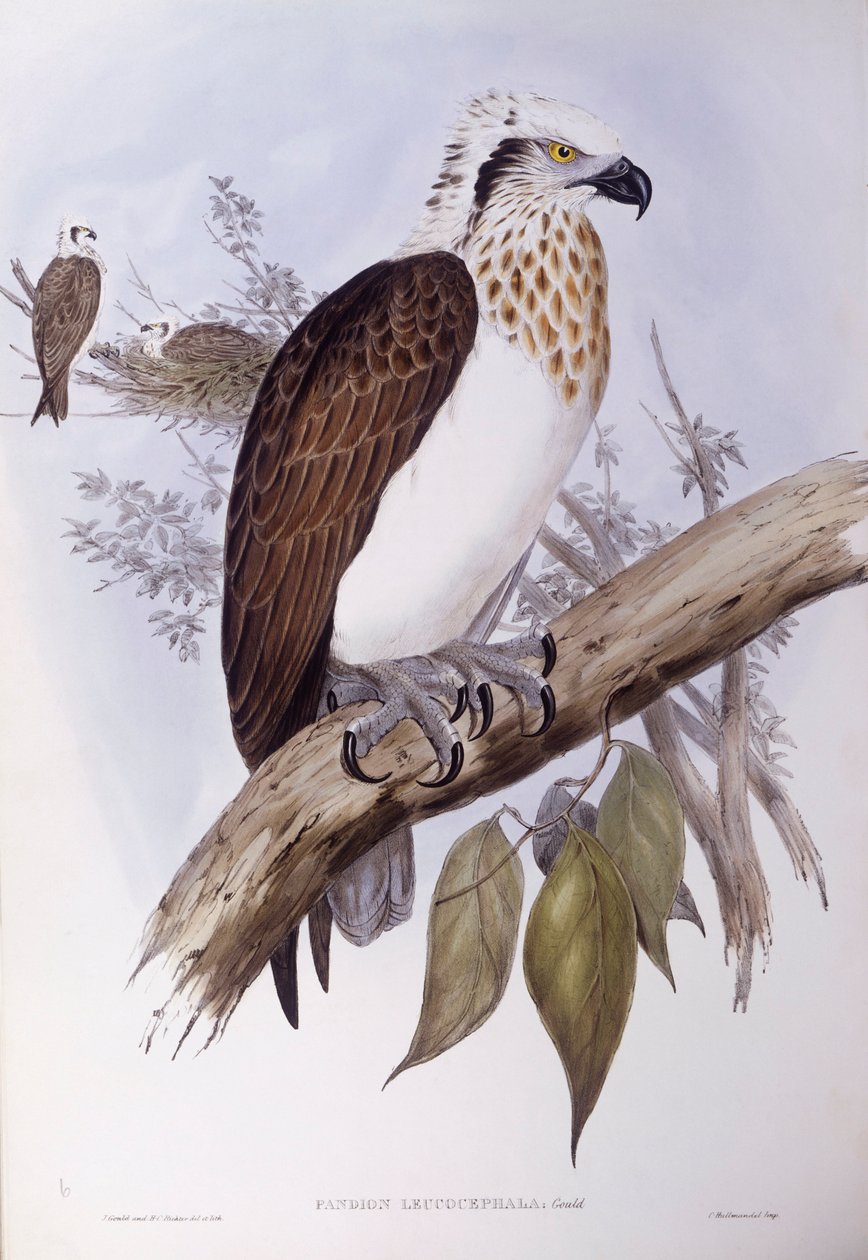 Australský orlovec (Pandion haliaetus cristatus), rytina John Gould od John Gould