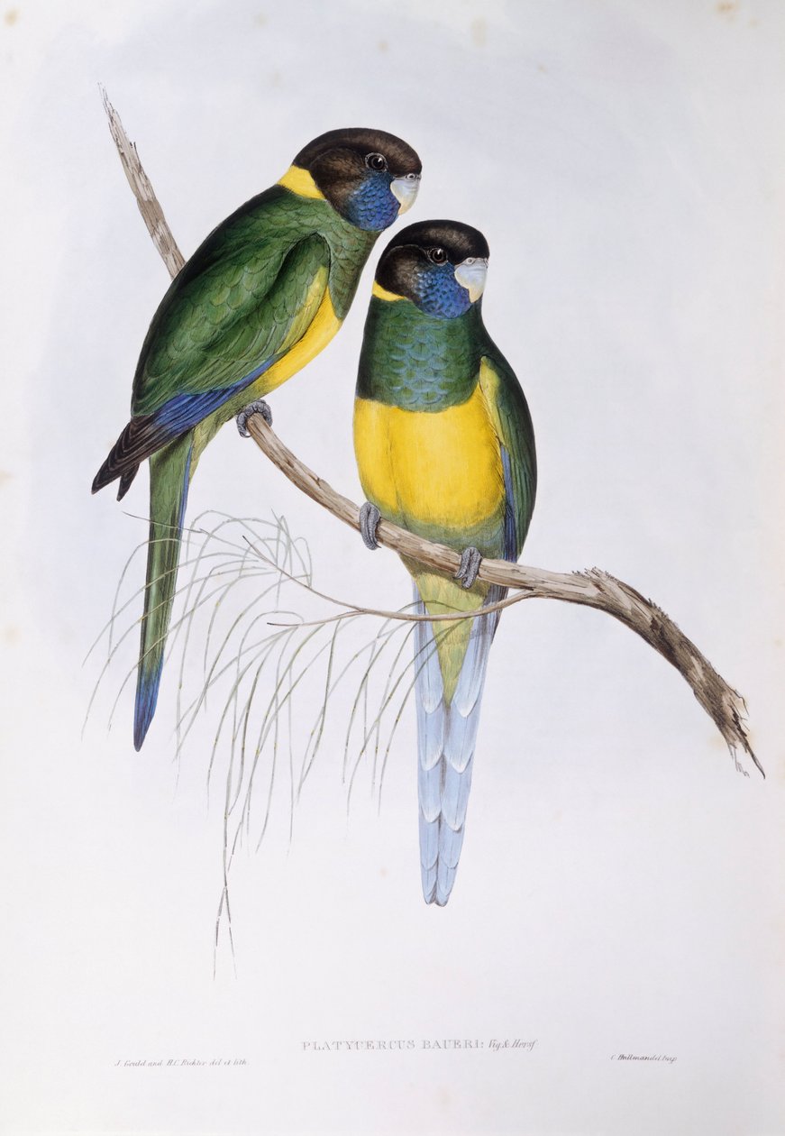 Australský ringneck (Barnardius nebo Platycercus zonarius), rytina John Gould od John Gould