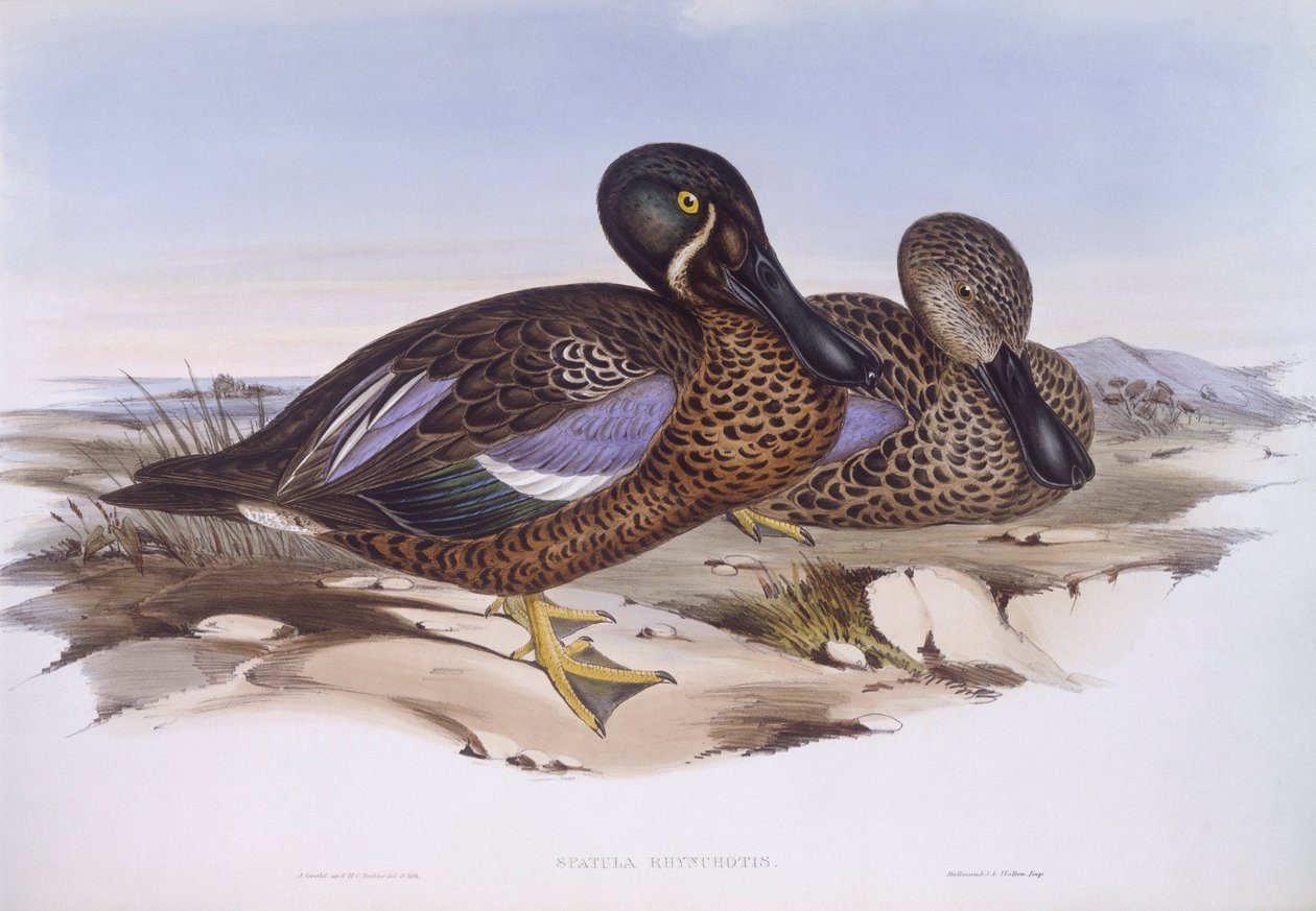 Australský lopata (Anas rhynchotis), rytina John Gould od John Gould