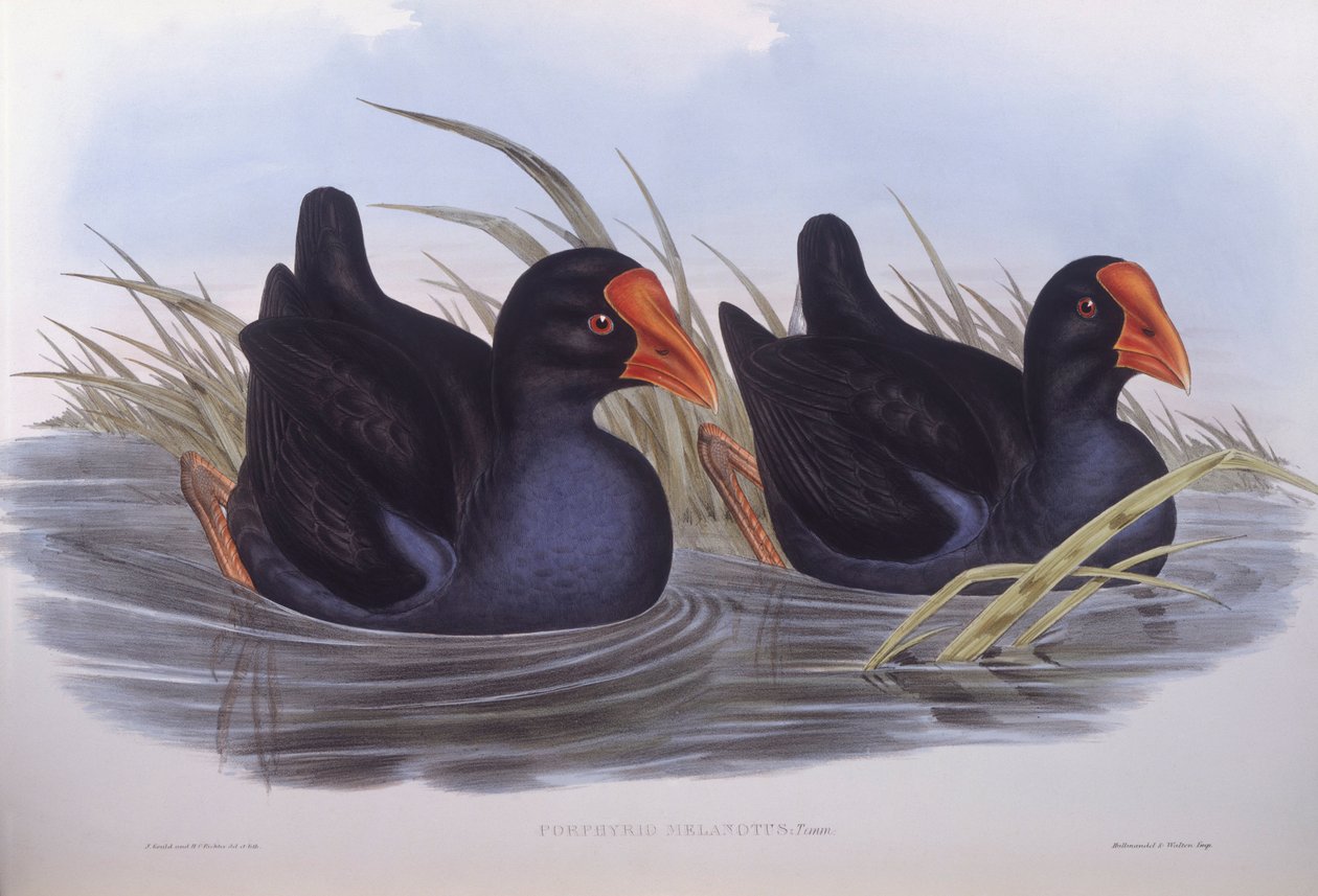 Australský swamphen (Porphyrio melanotus), rytina John Gould od John Gould