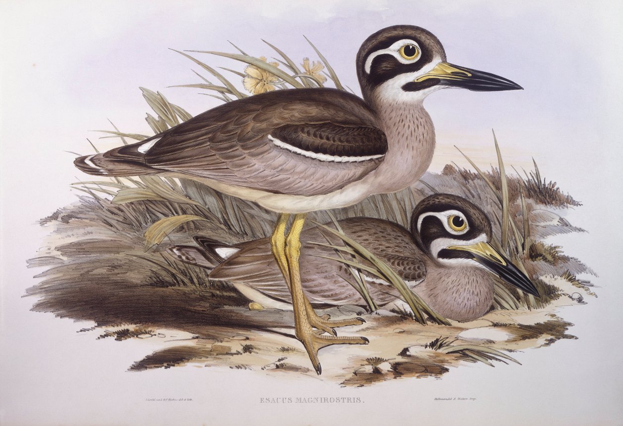 Pláž tlustý (Esacus magnirostris nebo Burhinus giganteus), rytina John Gould od John Gould