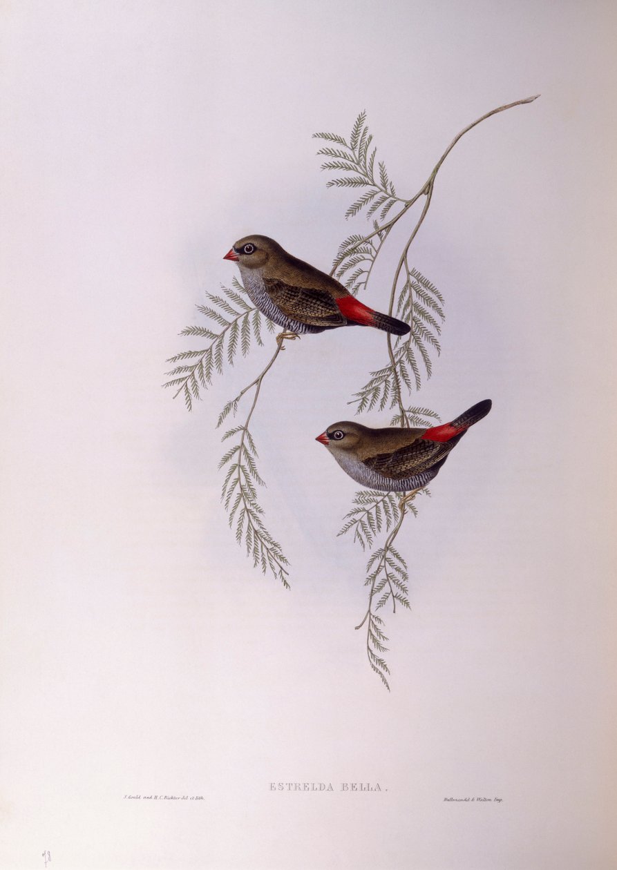 Krásný ohnivý (Stagonopleura bella), rytina John Gould od John Gould