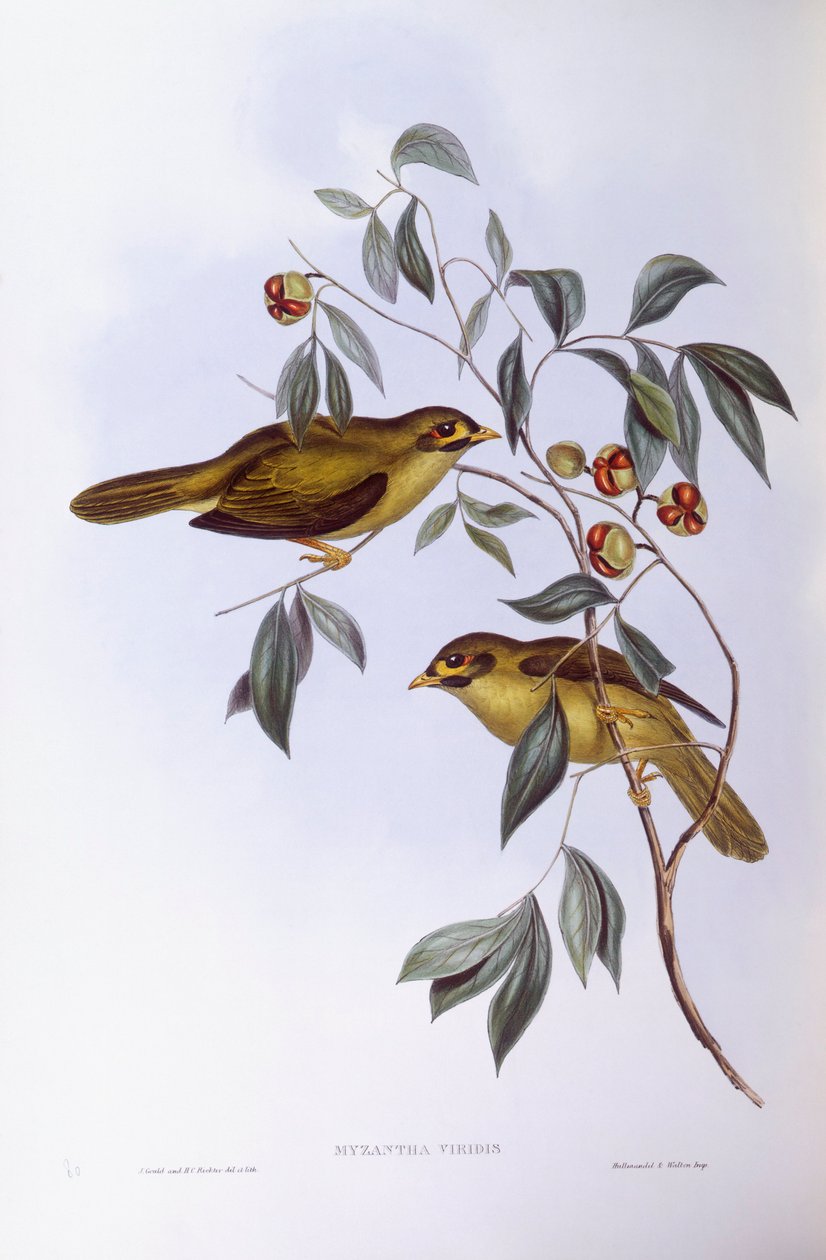 Bell horník (Manorina melanophrys), rytina John Gould od John Gould
