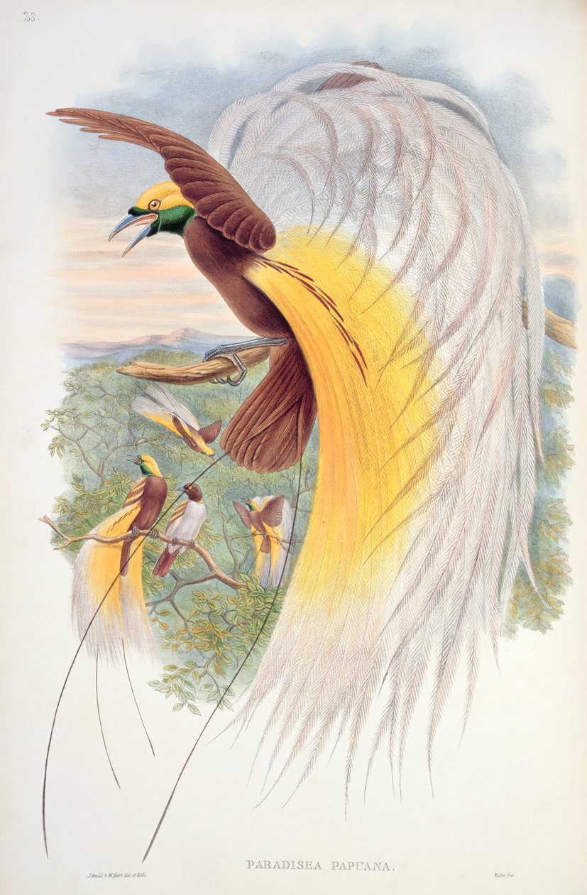 Bird of Paradise, z 