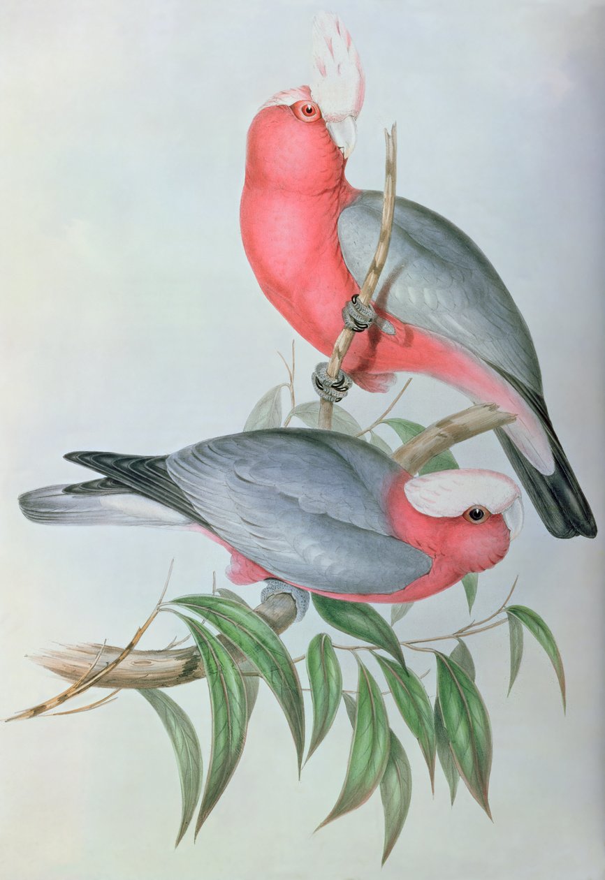 Ptáci z Asie od John Gould