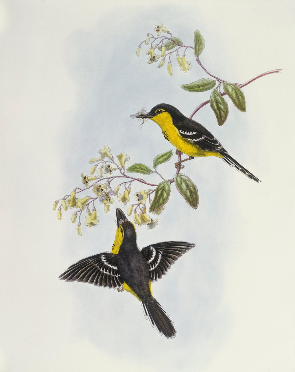 Čluník černoprsý (Machaerirhynchus nigripectus), rytina John Gould od John Gould