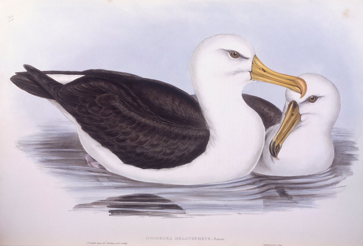 Albatros černobrvý (Diomedea o Thalassarche melanophrys), rytina John Gould od John Gould