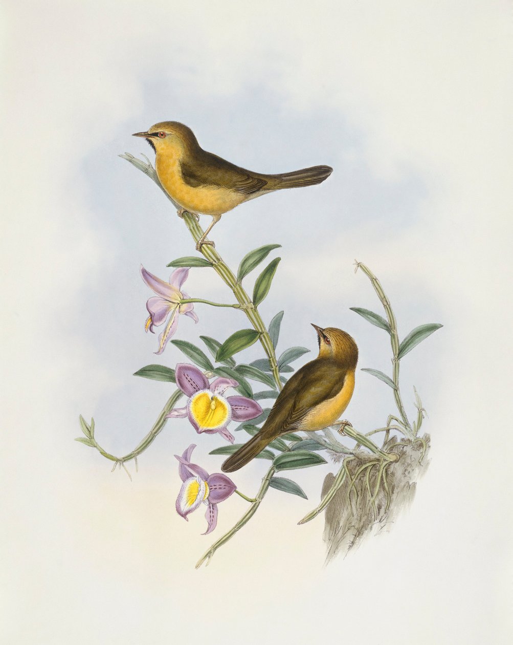 Blábolec černobradý (Stachyris pyrrhops), rytina John Gould od John Gould