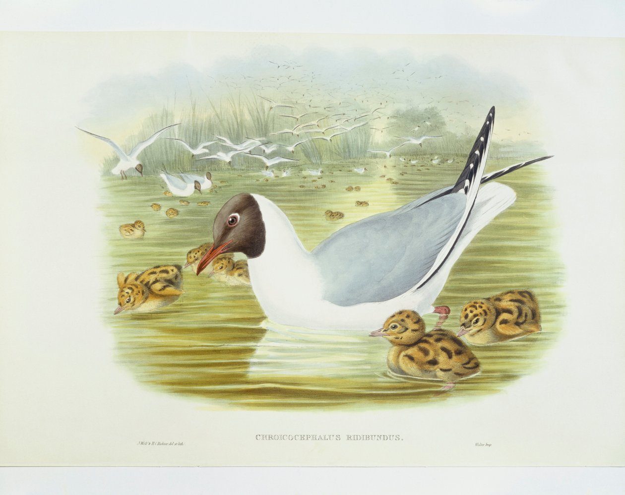 Racek černohlavý (Larus ridibundus), rytina John Gould, William Hart, HC Richter od John Gould