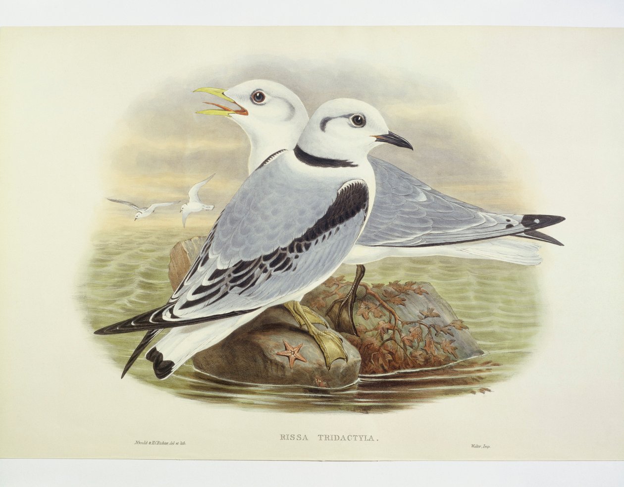 Kittiwake černonohá (Rissa tridactyla), rytina John Gould, William Hart, HC Richte od John Gould