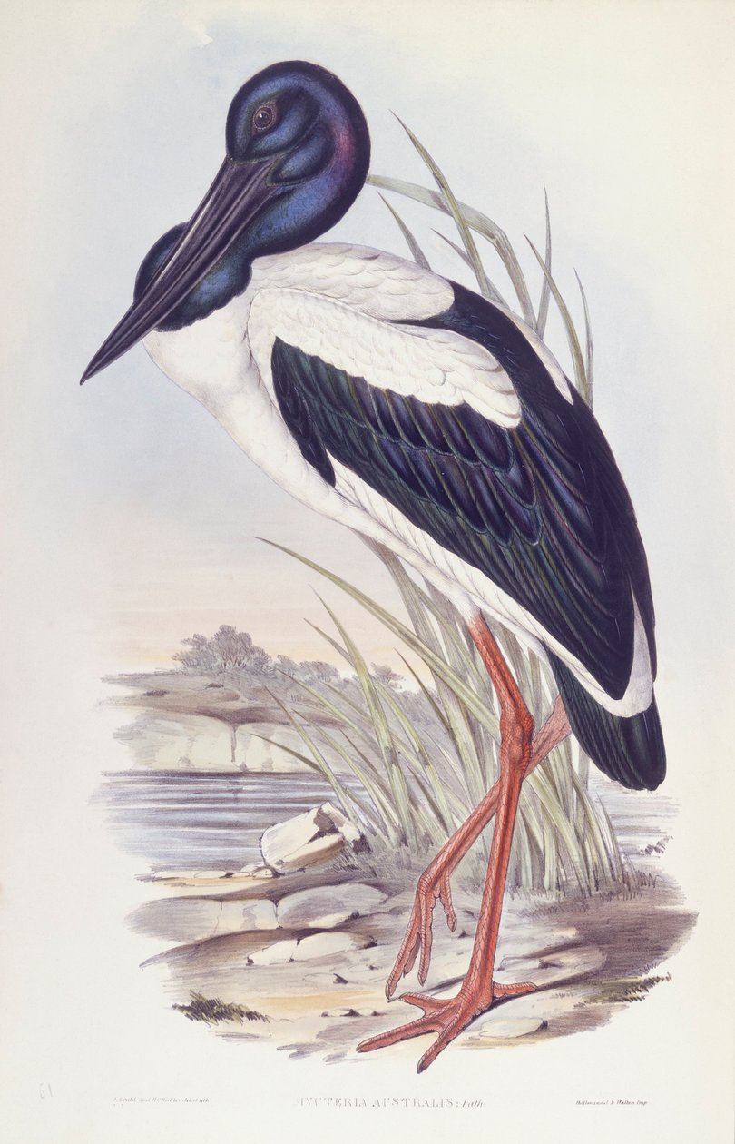 Čáp černokrký (Ephippiorhynchus asiaticus), rytina John Gould od John Gould