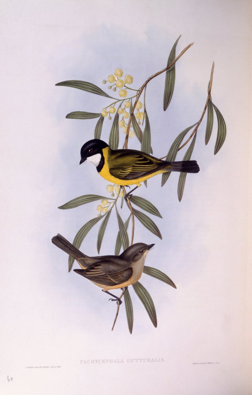 Hvízdák černoocasý (Pachycephala melanura), rytina John Gould od John Gould