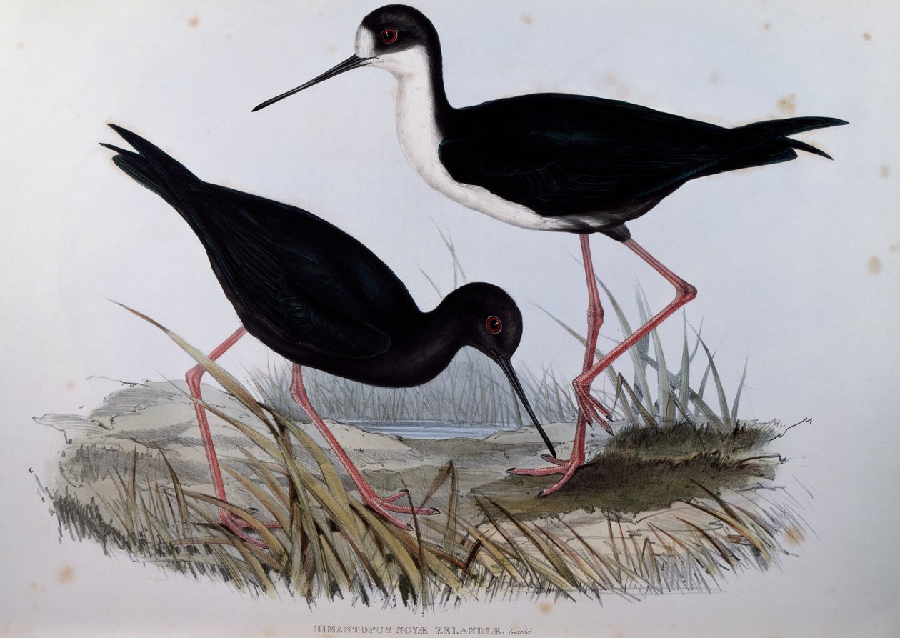 Chřástal černý (Himantopus novaezelandiae), rytina z Ptáci Austrálie od John Gould