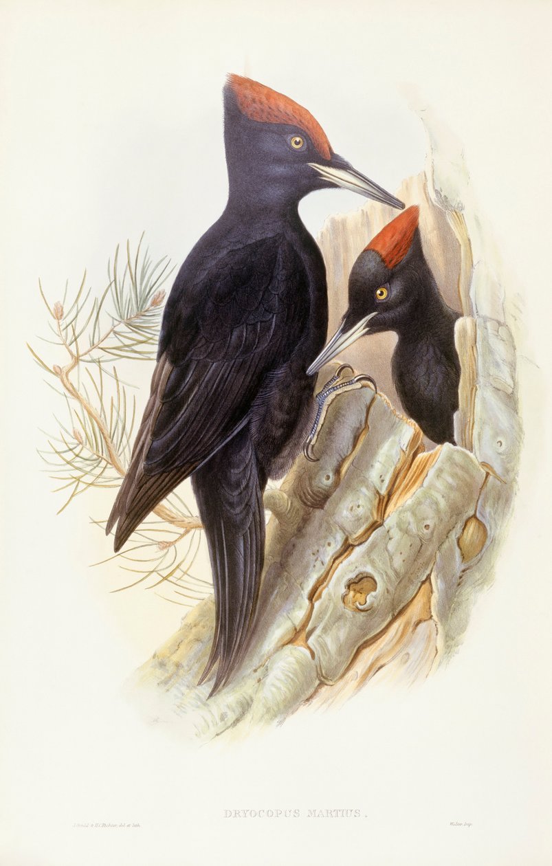 Datel černý (Dryocopus martius), rytina John Gould od John Gould