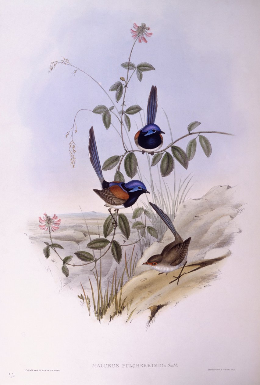 Víla modroprsá (Malurus pulcherrimus), rytina John Gould od John Gould