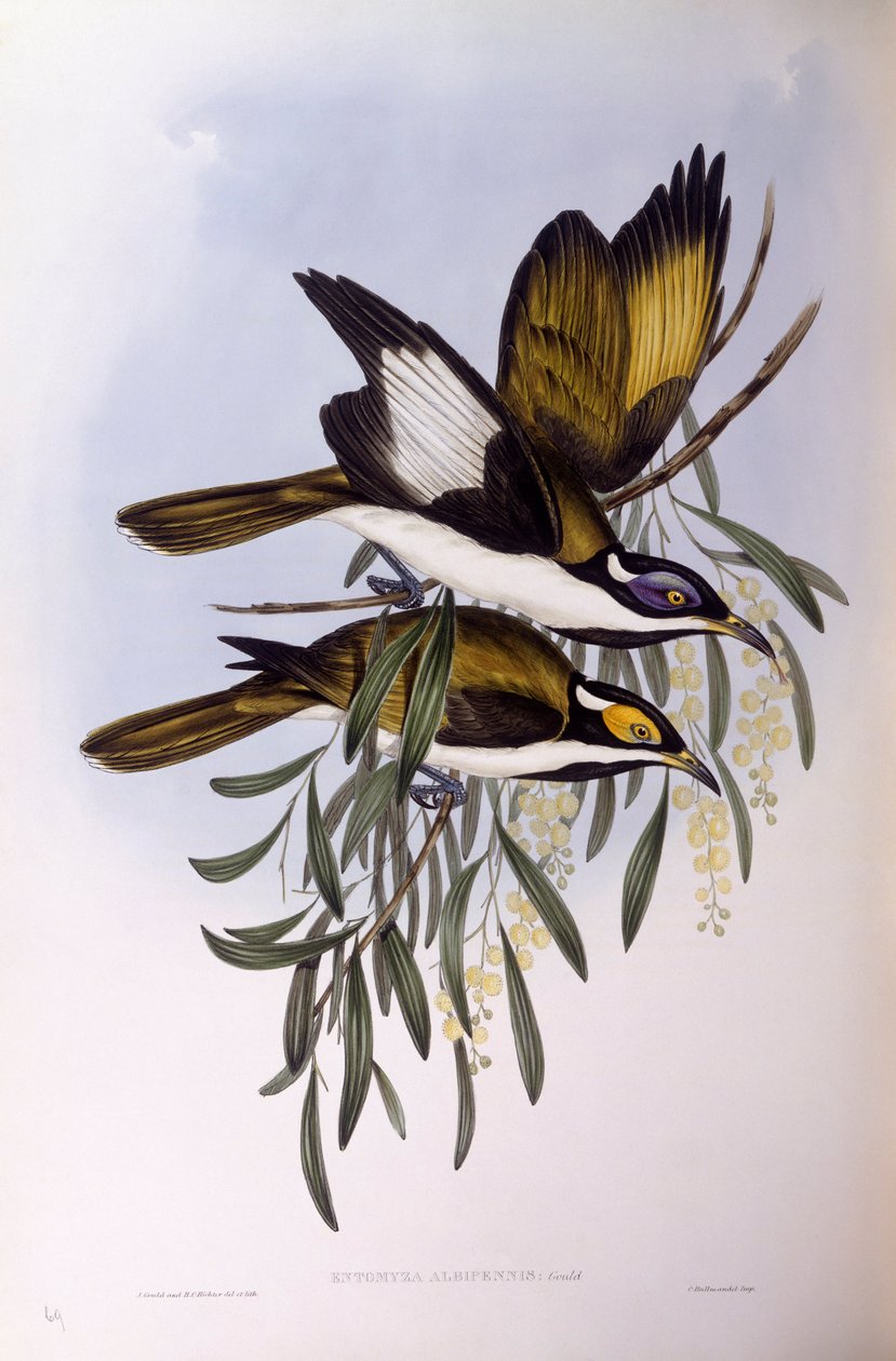 Medojed modrolící (Entomyzon cyanotis), rytina John Gould od John Gould