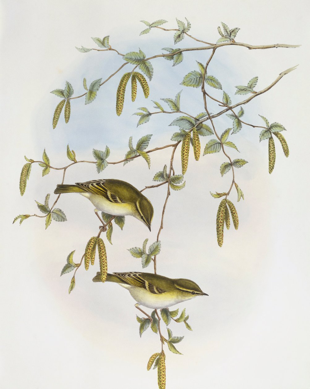 Pěnice Blythova (Phylloscopus reguloides), rytina John Gould od John Gould