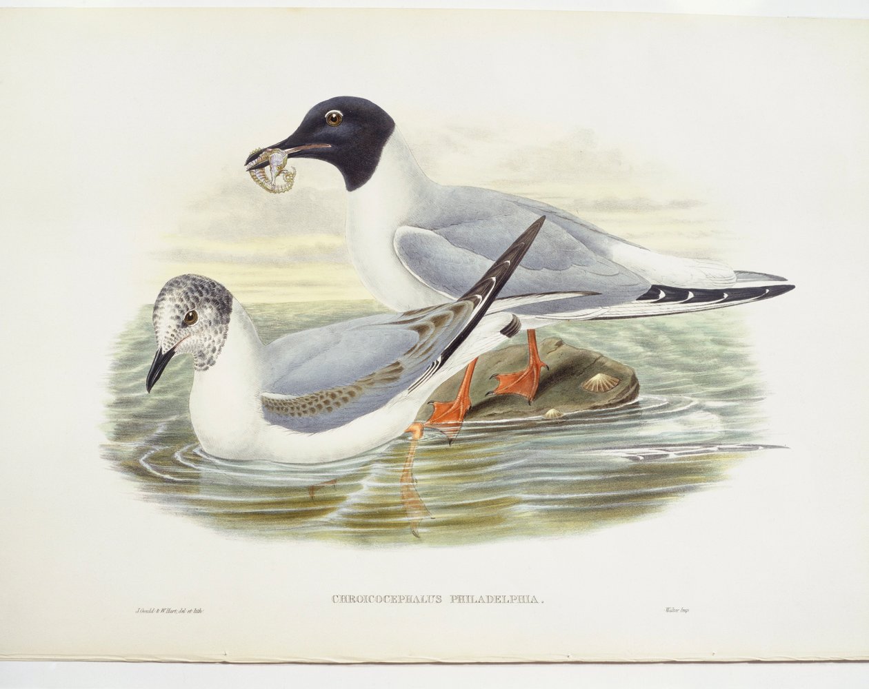 Racek Bonapartův (Larus philadelphia), ilustrace od John Gould
