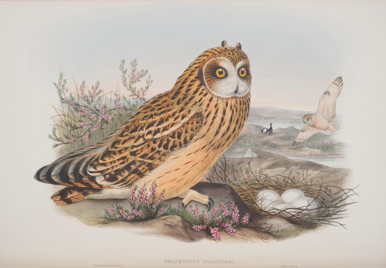 Brachyotus Palustris, deska z The Birds of Great Britain od Johna Goulda, vydaná 1862-73 (ručně kolorované lito) od John Gould