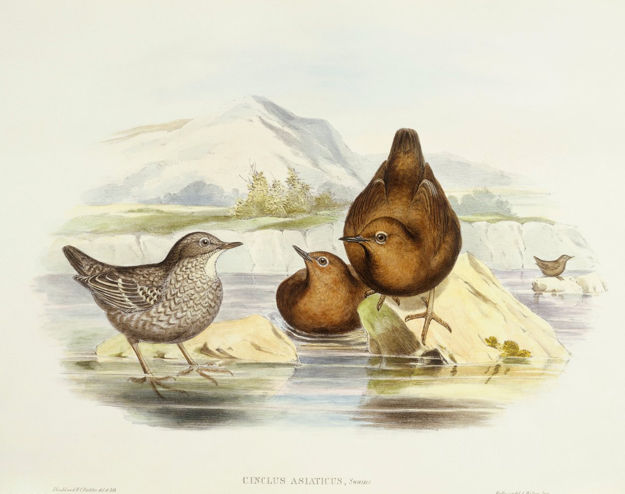 Hnědá naběračka (Cinclus pallasii), rytina John Gould od John Gould