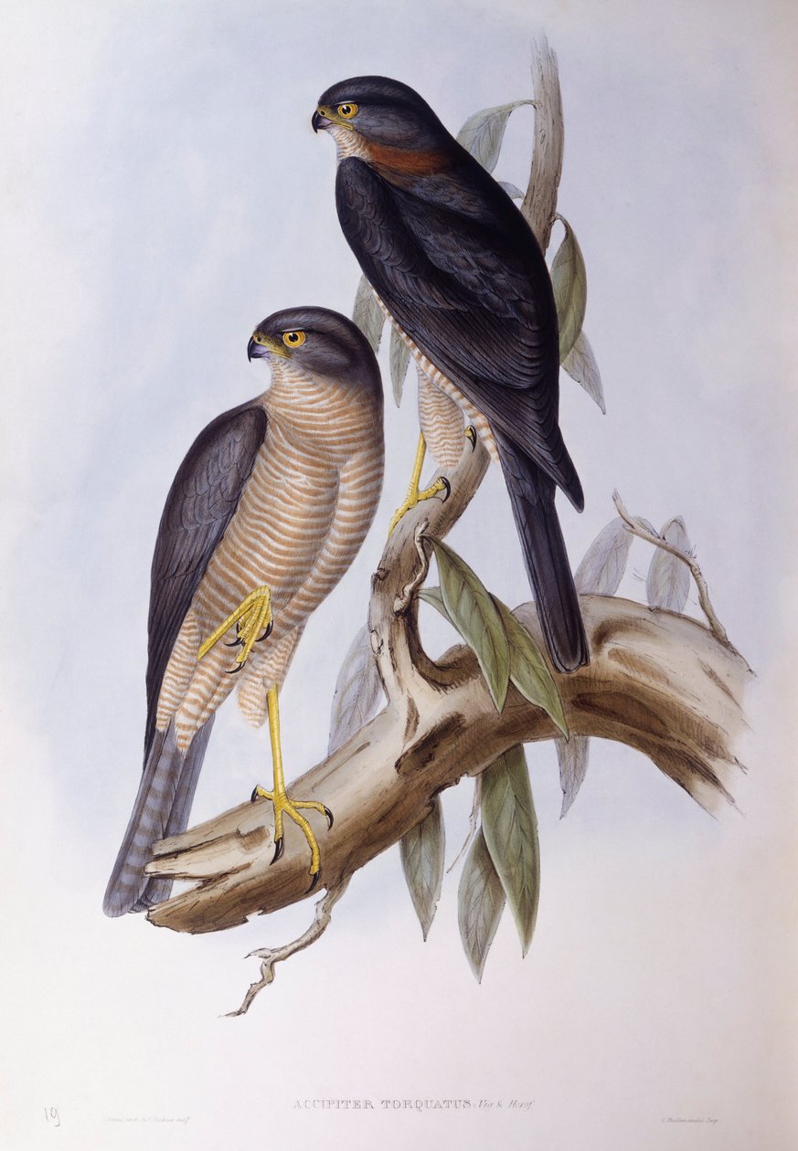 Hnědá naběračka (Cinclus pallasii), rytina John Gould od John Gould