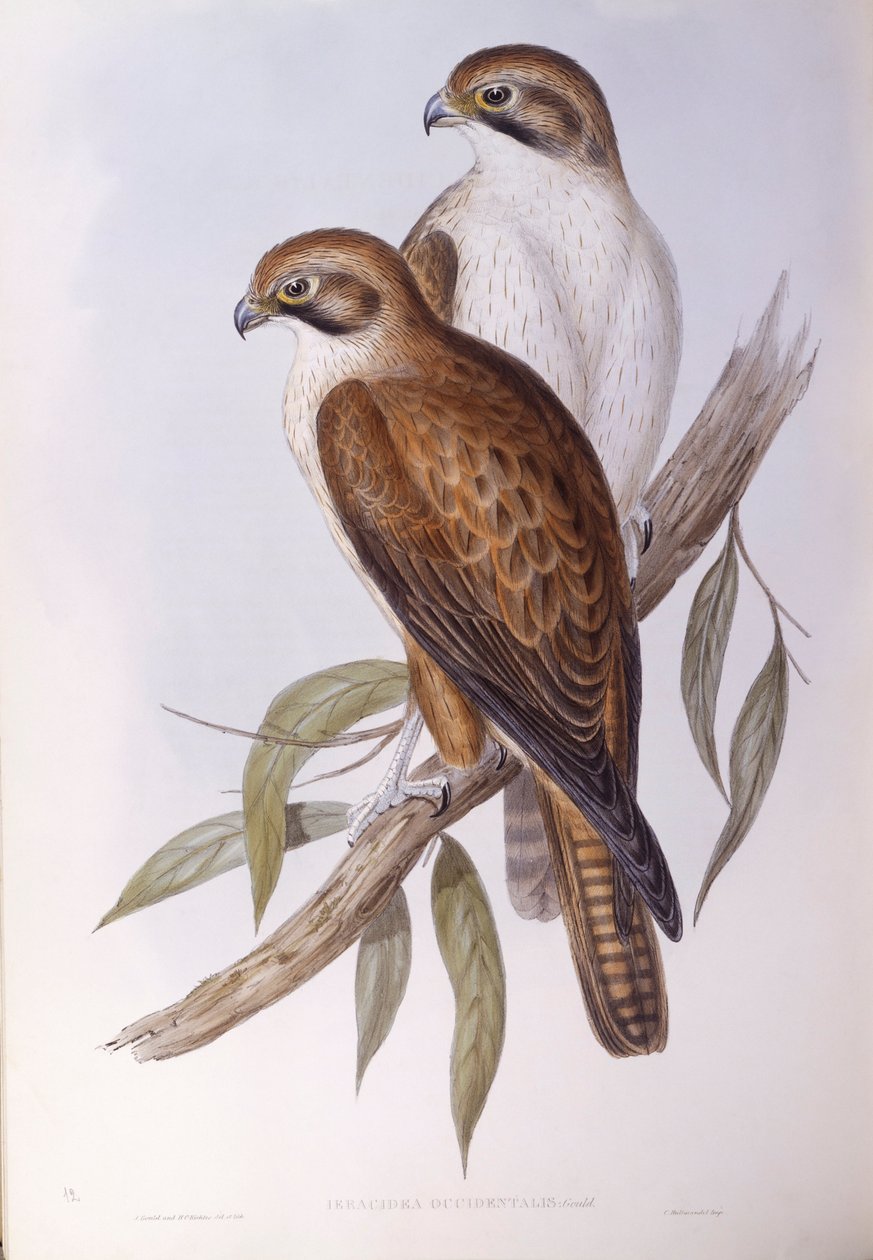 Sokol hnědý (Falco berigora occidentalis), rytina John Gould od John Gould