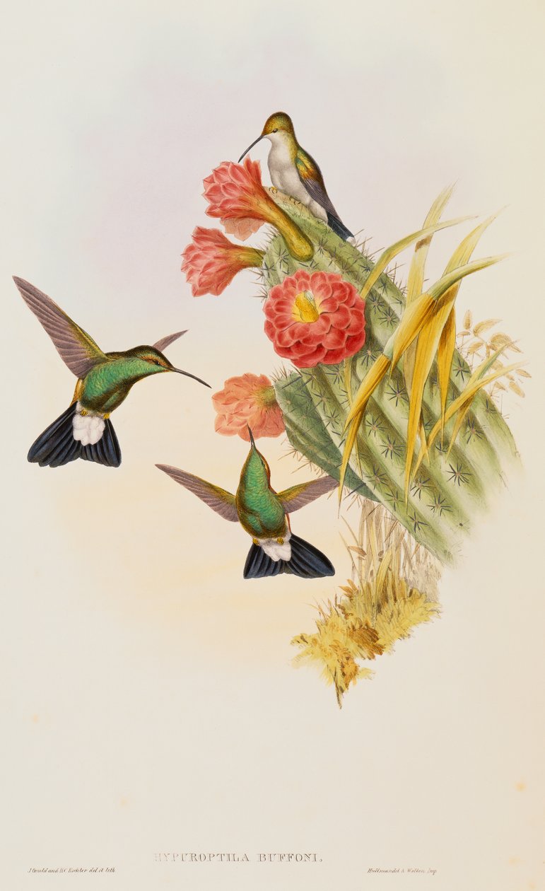 Buffonův Plumeleteer (Hypuroptila Buffon) z monografie Trochilidae od John Gould