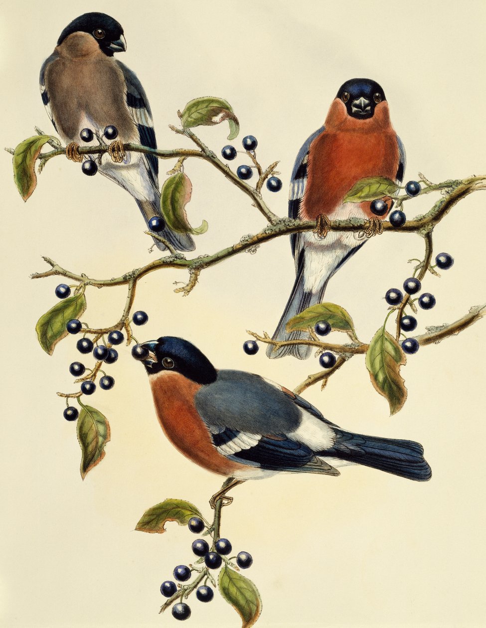 Hýl (Pyrrhula pyrrhula), rytina John Gould (1804-1881). Spojené království od John Gould