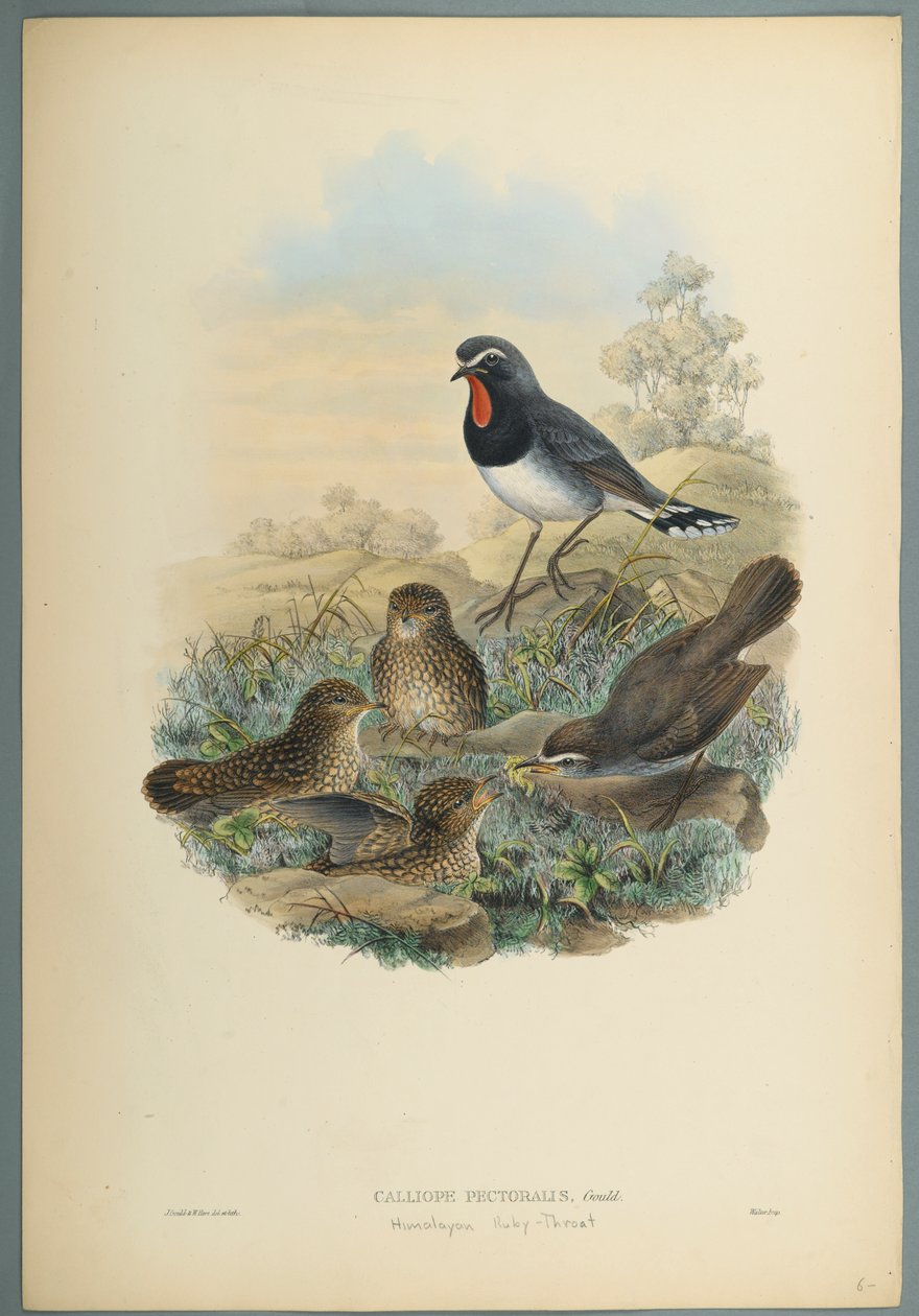 Calliope Pectoralis (barevné litho na tkaném papíře) od John Gould