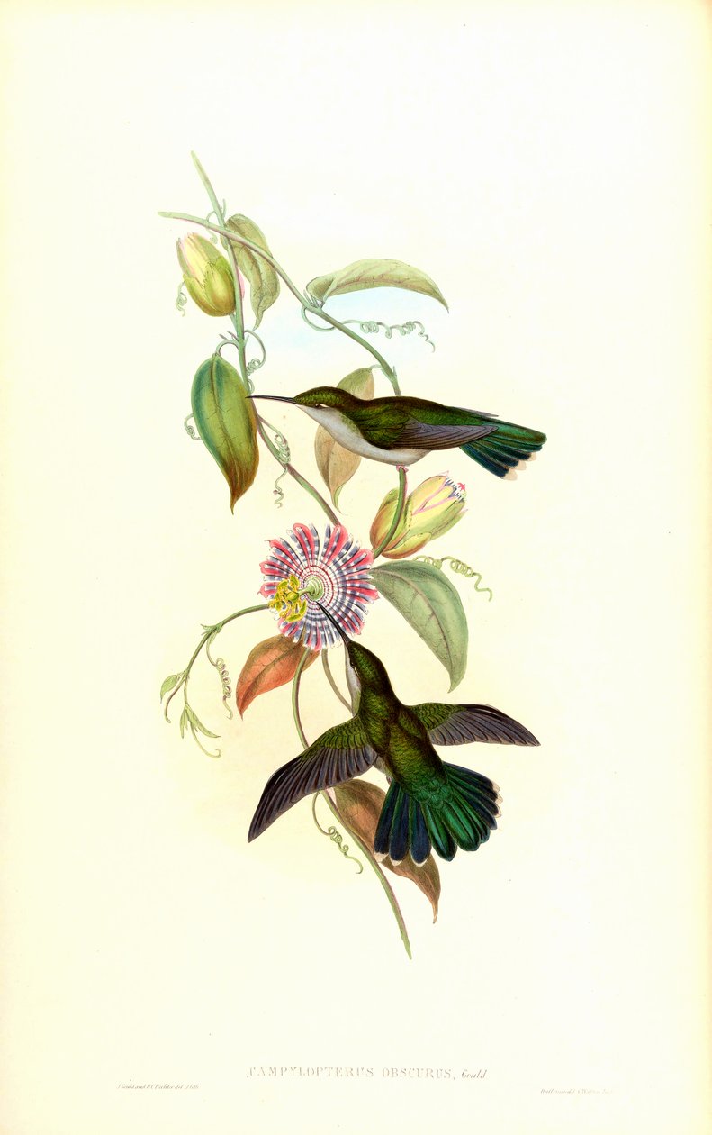 Campylopterus od John Gould