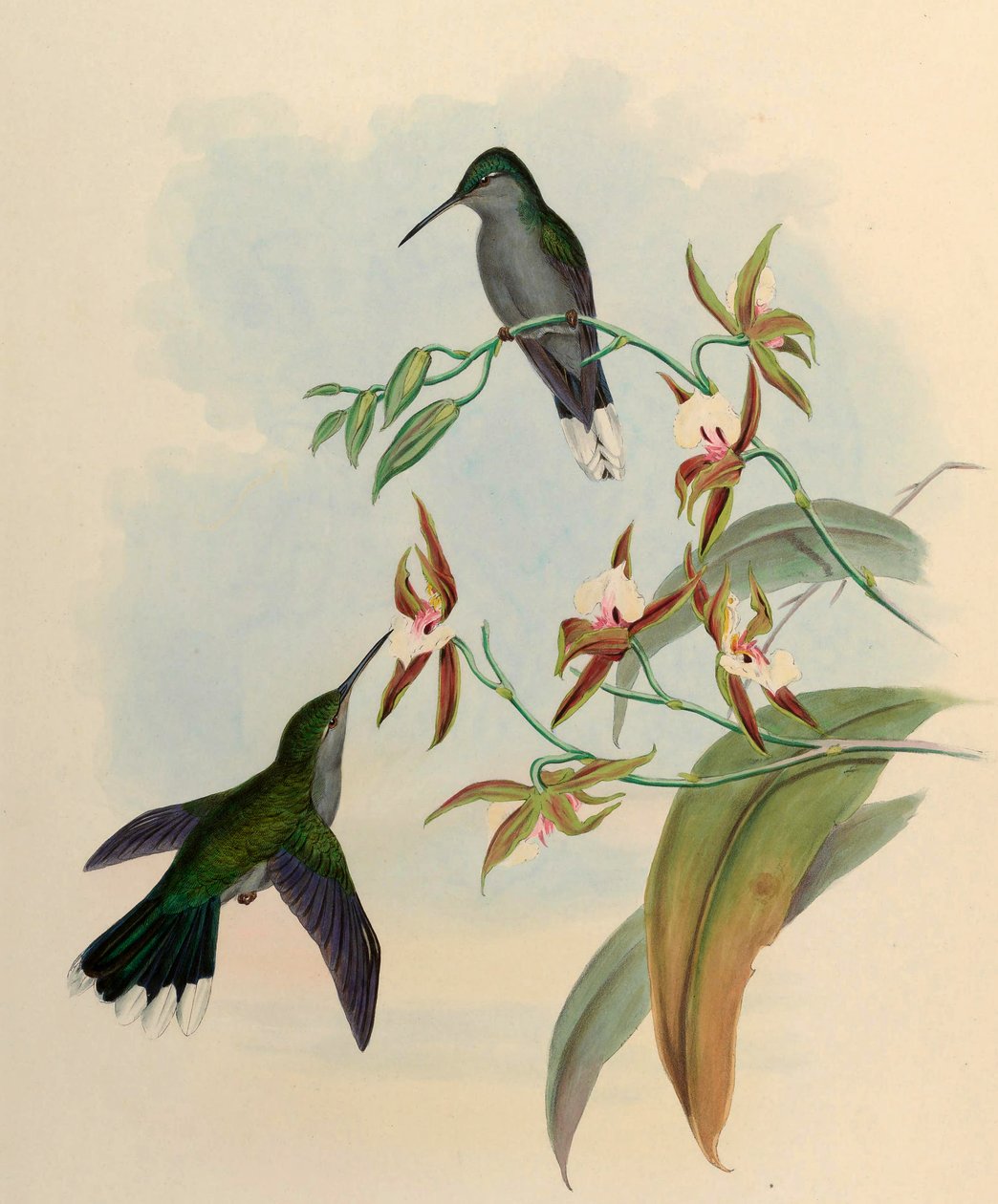 Campylopterus latipennis = Campylopterus largipennis od John Gould