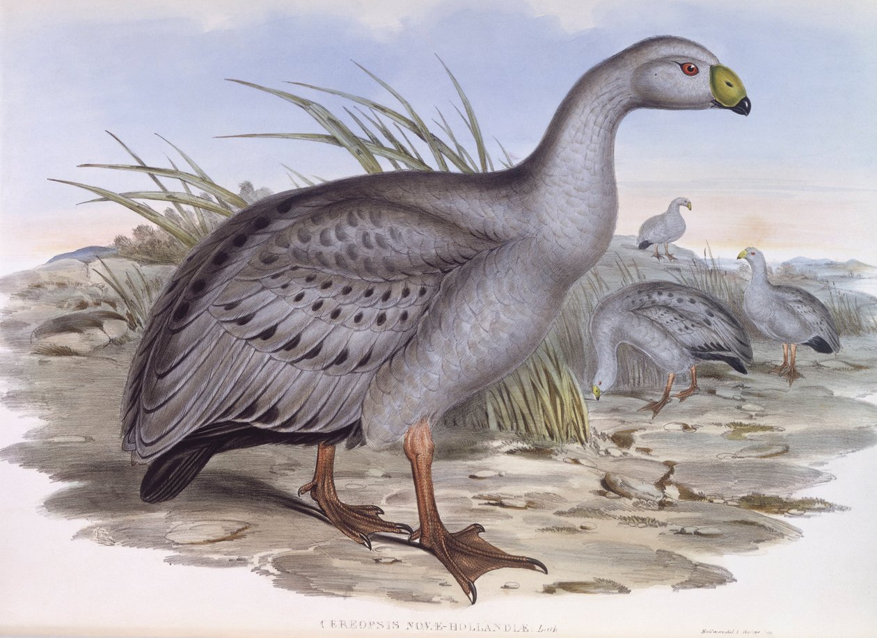 Husa mysová (Cereopsis novaehollandiae), rytina John Gould od John Gould