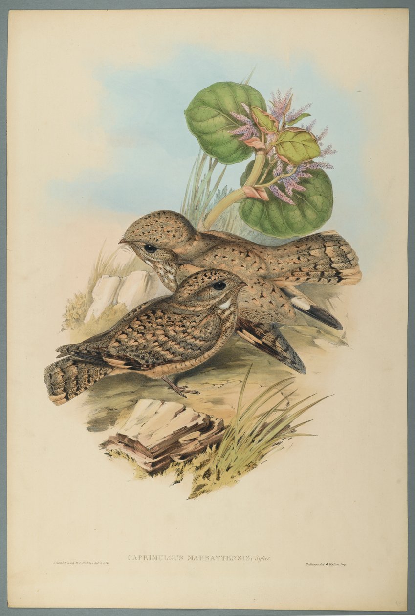 Caprimulgus Mahrattensis, Nightjar (barevné litho na tkaném papíře) od John Gould