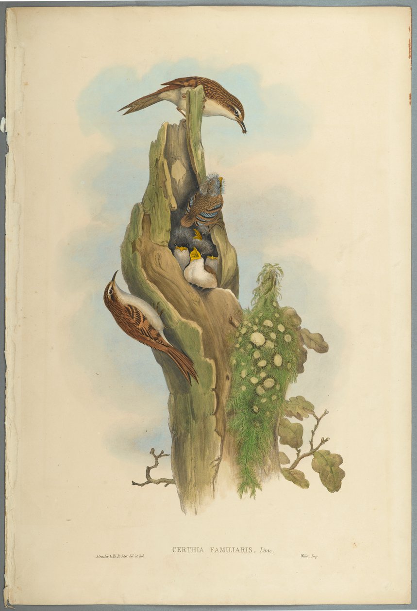 Certhia Familiaris - liána stromová (barevné lito na tkaném papíře) od John Gould