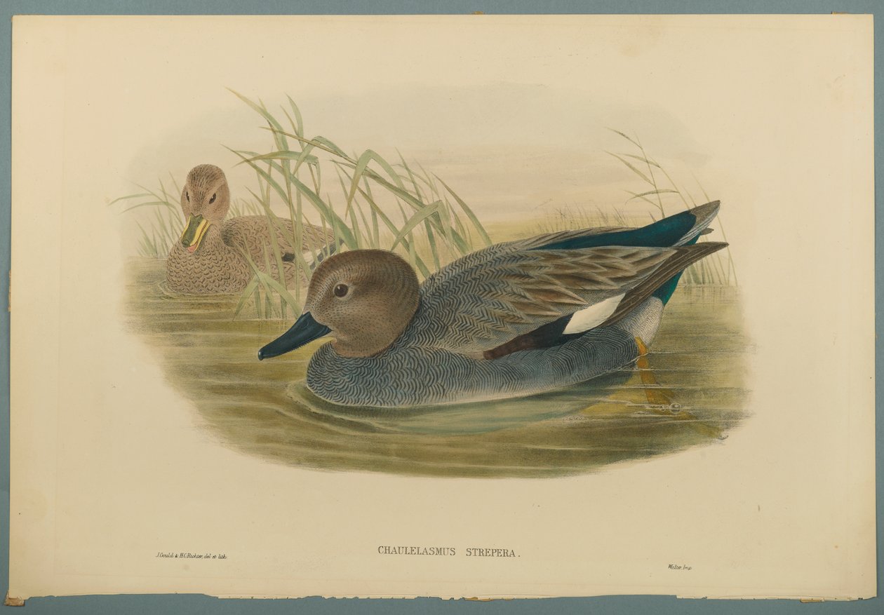 Chaulelasmus Strepera: Gadwell Ducks (barevné lito na tkaném papíře) od John Gould