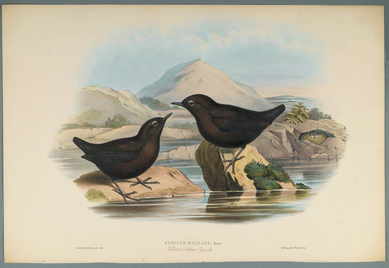 Cinclus Pallasi: Pallas Water Ouzel (barevné lito na tkaném papíře) od John Gould