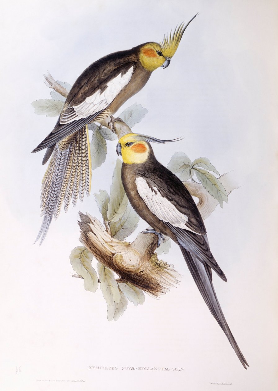 Korela (Nymphicus hollandicus), rytina John Gould od John Gould