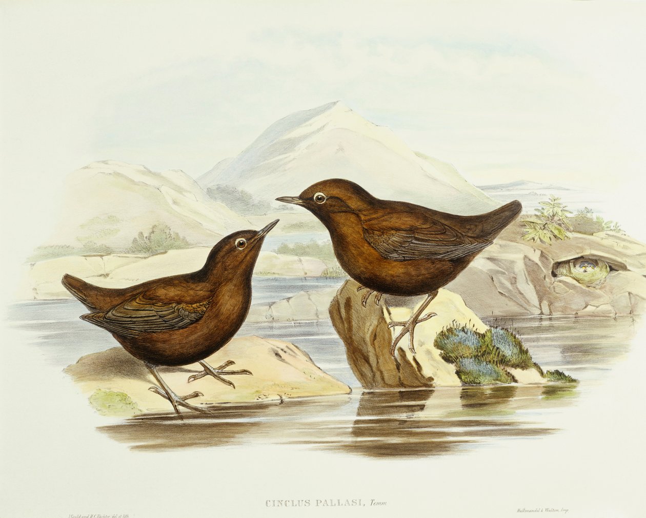 Krahujec obojkový (Accipiter cirrocephalus), rytina John Gould od John Gould