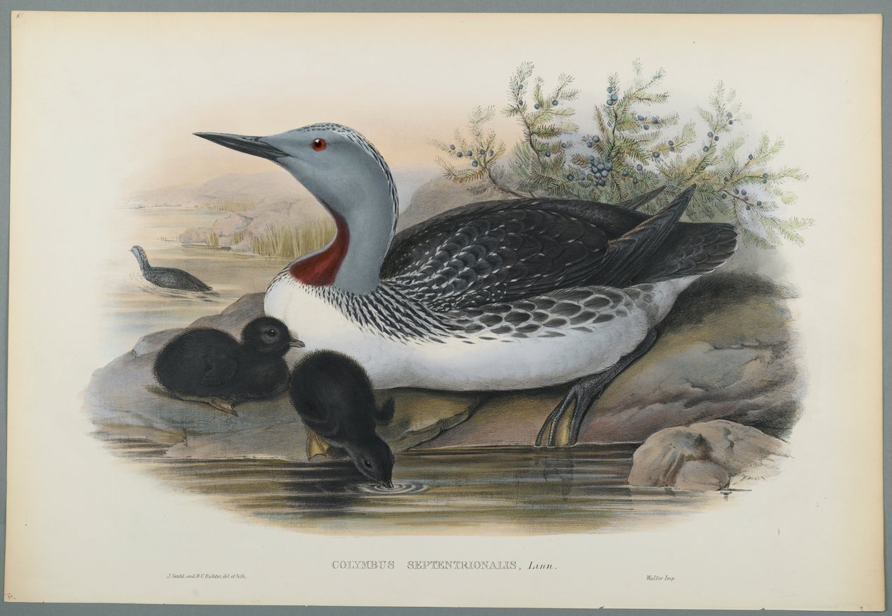 Colymbus Septentrionalis: Red Throated Diver (barevné lito na tkaném papíře) od John Gould
