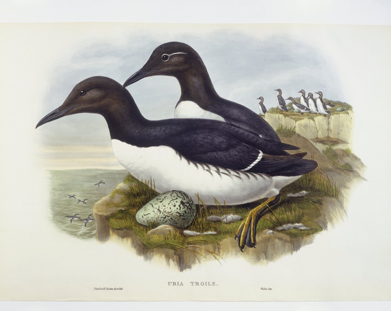 Common murre (Uria aalge), rytina John Gould, William Hart, HC Richter od John Gould