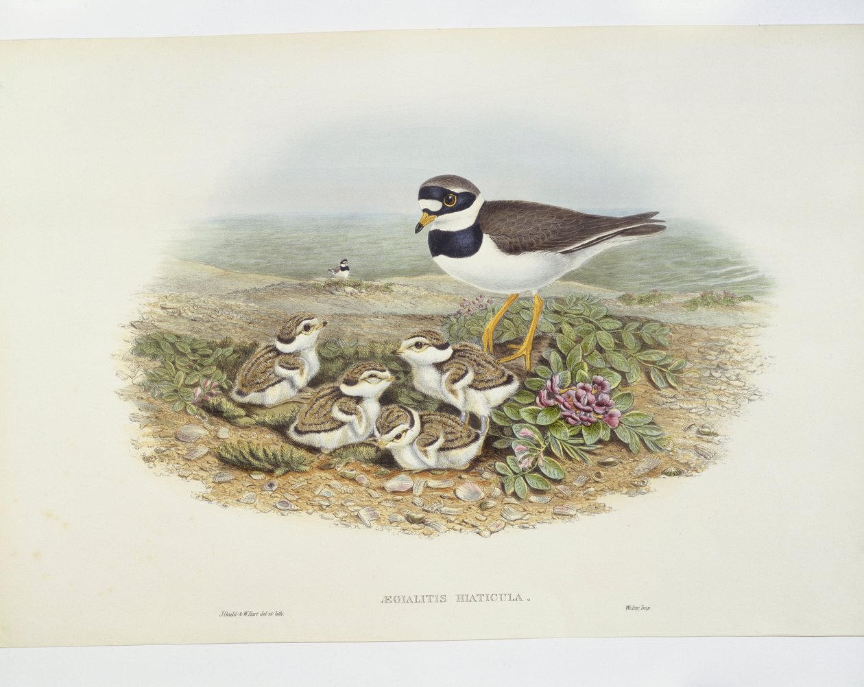 Kulík kroužkovaný (Charadrius hiaticula), ilustrace od John Gould