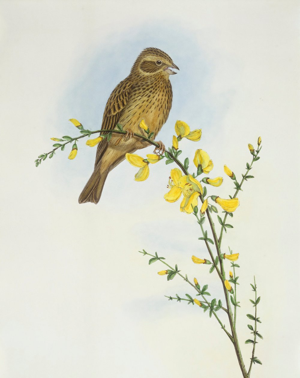 Strnad kukuřičný (Miliaria o Emberiza calandra), rytina John Gould od John Gould
