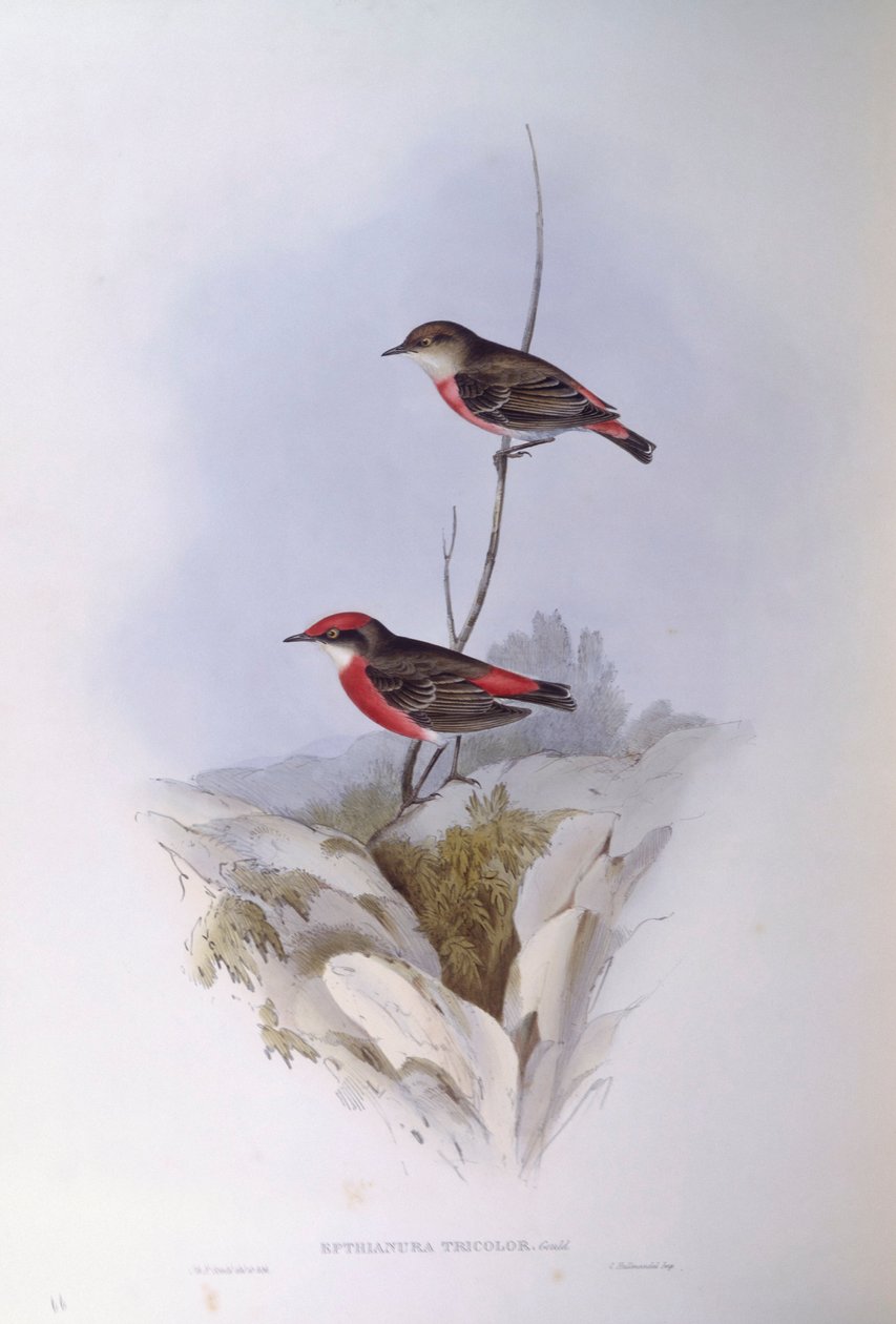 Crimson chat (Epthianura tricolor), rytina John Gould od John Gould