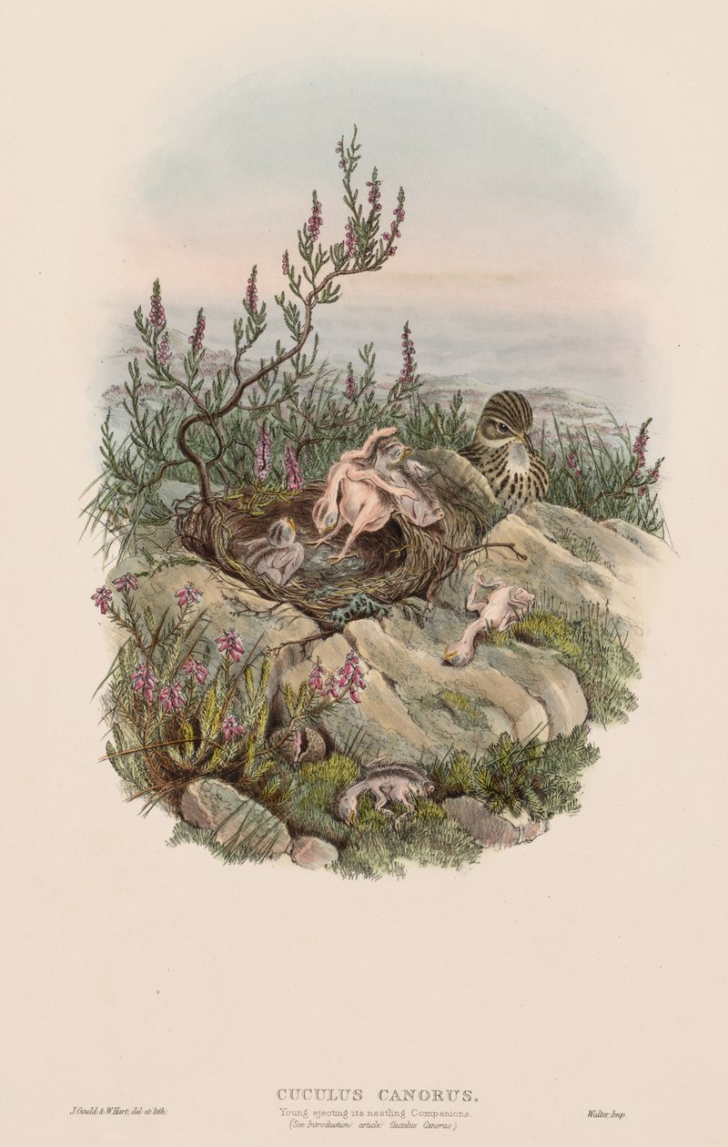 Zpívající kukačka od John Gould