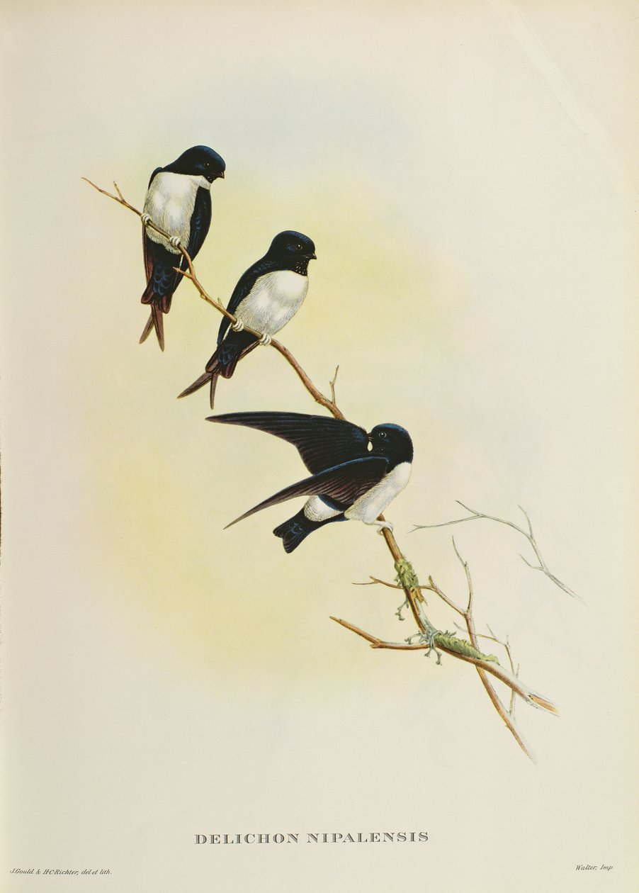 Delichon nipalensis, ze „Století ptáků z Himalájí“, 1830-32 od John Gould
