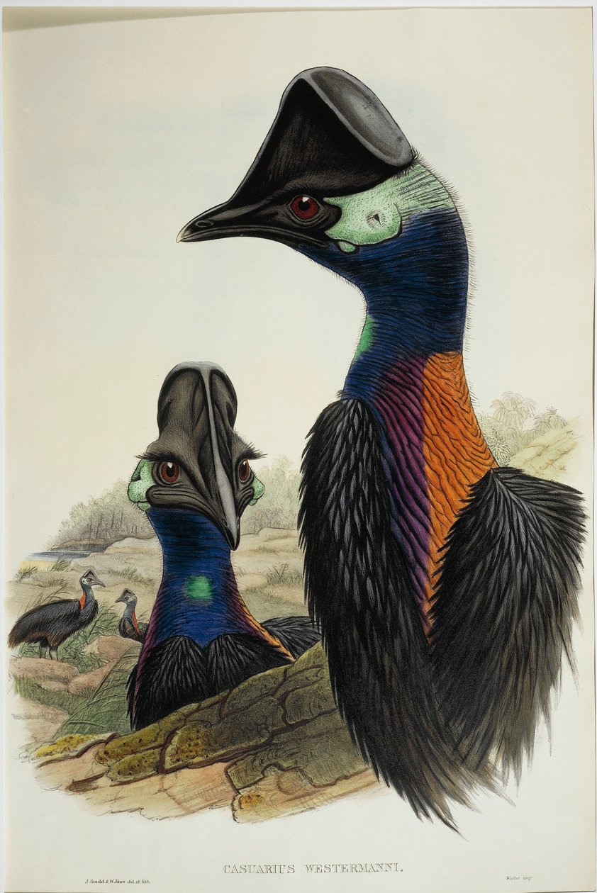 Zakrslý Cassowary Casuarius bennetti, rytina od John Gould