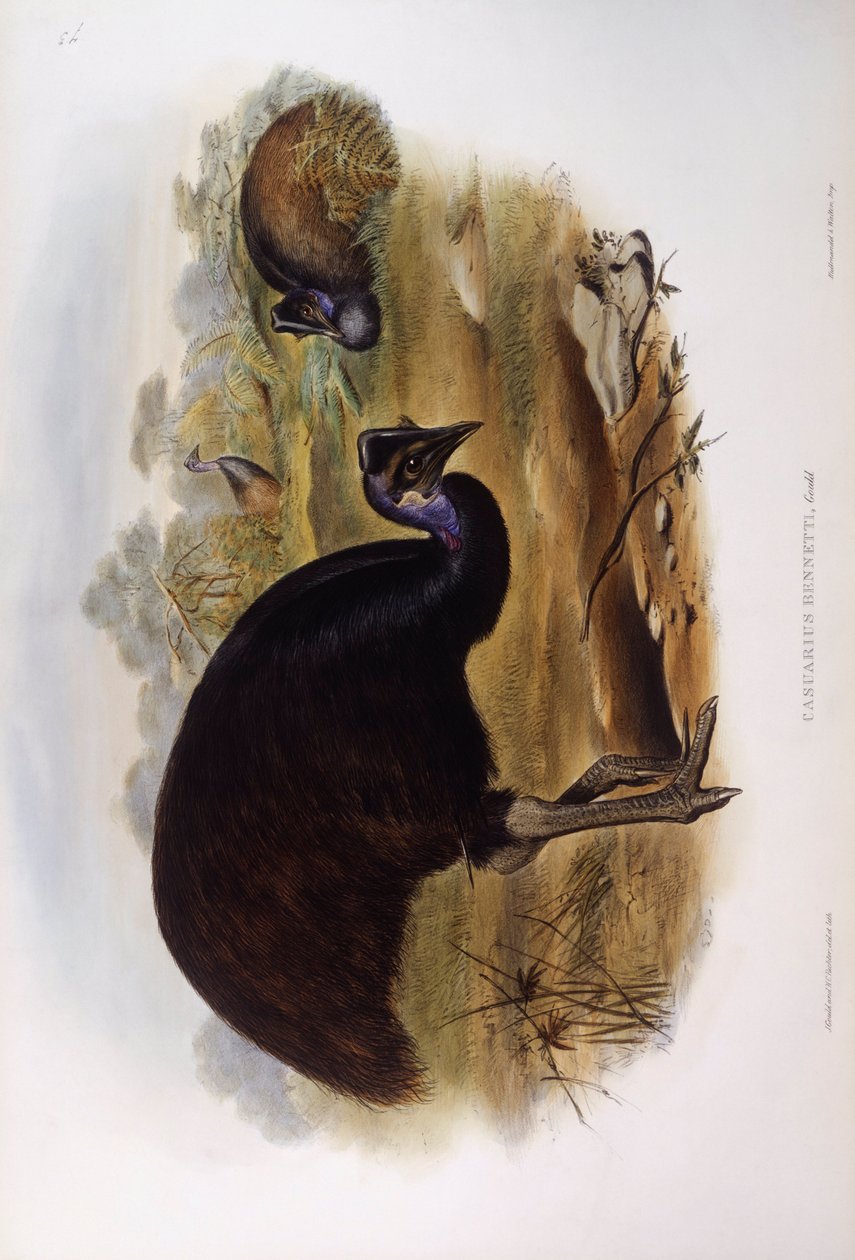 Kasuár trpasličí (Casuarius bennetti), rytina John Gould od John Gould