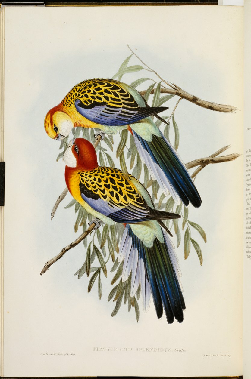 Eastern Rosella, z "The Birds of Australia", první vydání, publikované 1840-69 od John Gould