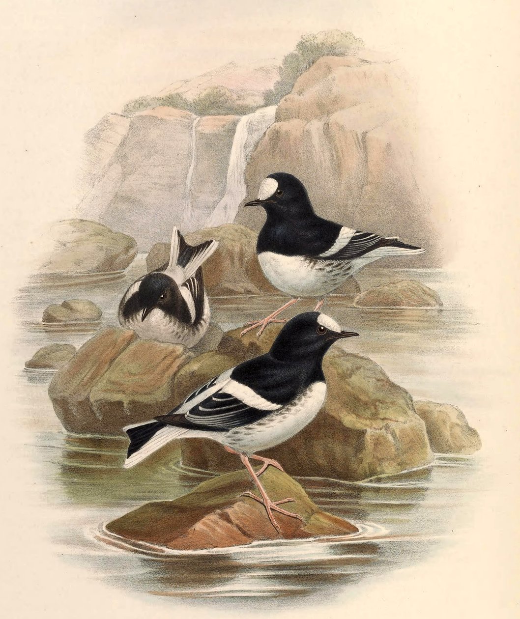 Enicurus scouleri od John Gould