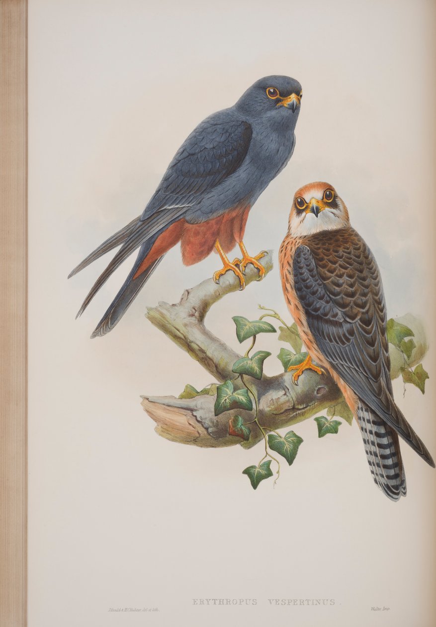 Erythropus Vespertinus, deska z The Birds of Great Britain od Johna Goulda, vydaná 1862-73 (ručně kolorované lito) od John Gould